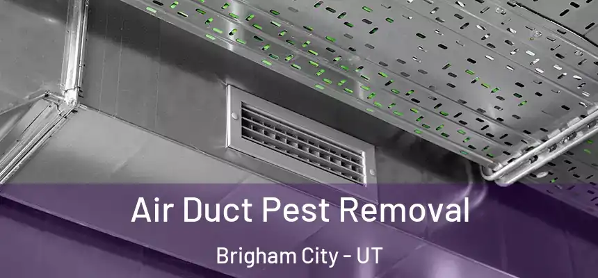 Air Duct Pest Removal Brigham City - UT