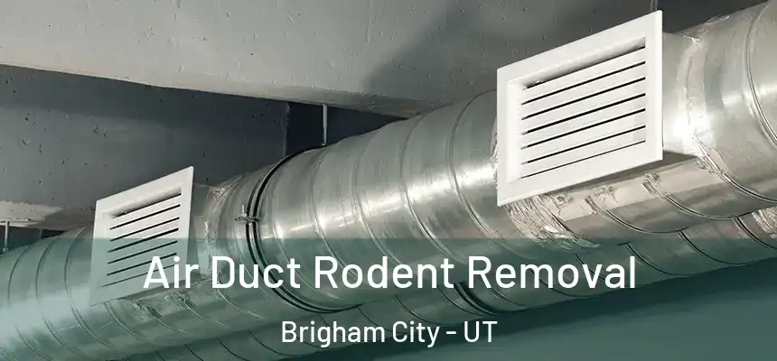  Air Duct Rodent Removal Brigham City - UT