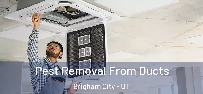  Pest Removal From Ducts Brigham City - UT